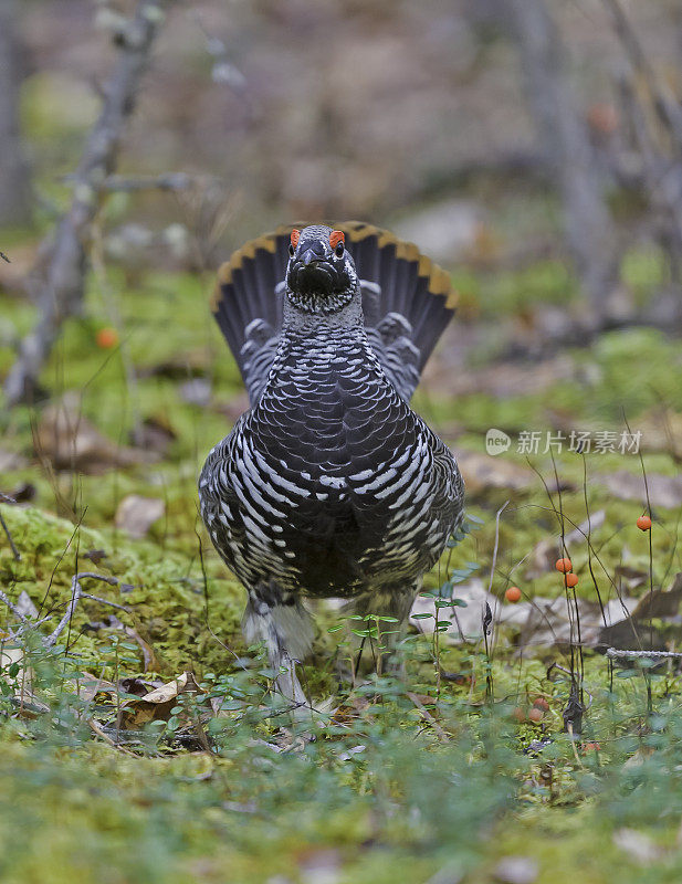 云杉松鸡或加拿大松鸡(Falcipennis canadensis)是一种中型松鸡，与北美针叶林或针叶林密切相关。它是最适合树栖的松鸡之一，非常适合栖息和移动